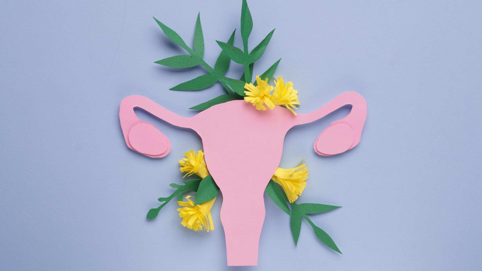 une maquette de l'utérus et les fleurs jaunes
